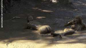 ariel-aids-jaycetoy-in-mud-pudding-for-o